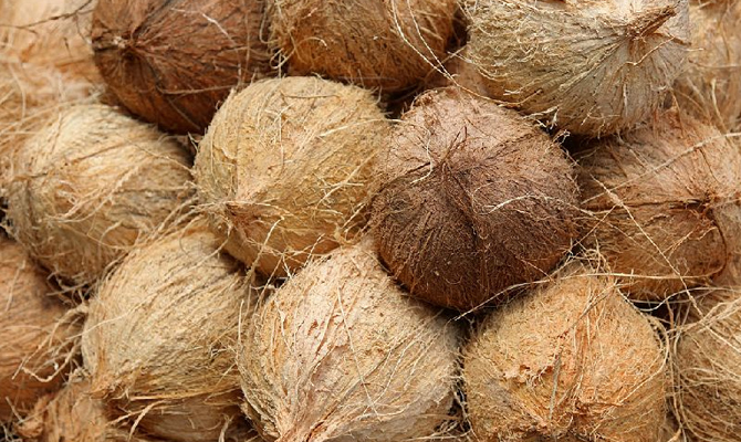 Semi Husk Coconut 